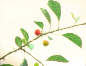 painting of cherries oil on canvas painting by alex borissov